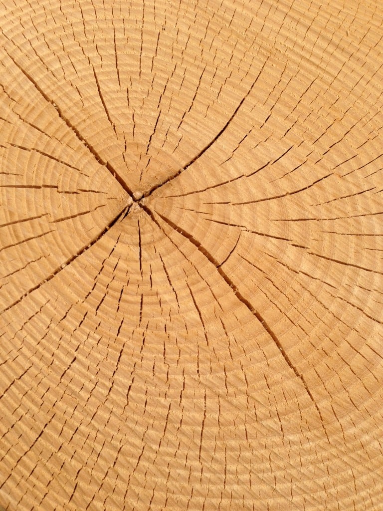 Hirnholz eines Stamms: Jahrringe und radiale Risse